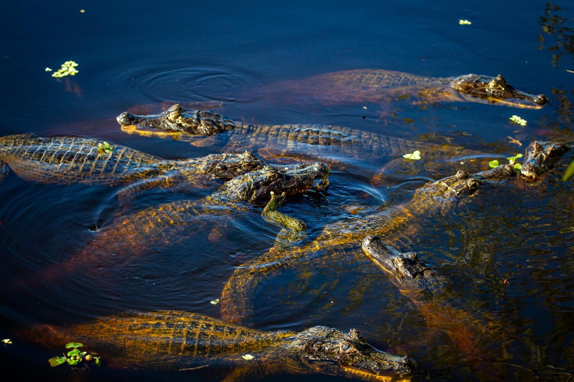 Hotel Pantanal Mato Grosso Poconé المظهر الخارجي الصورة