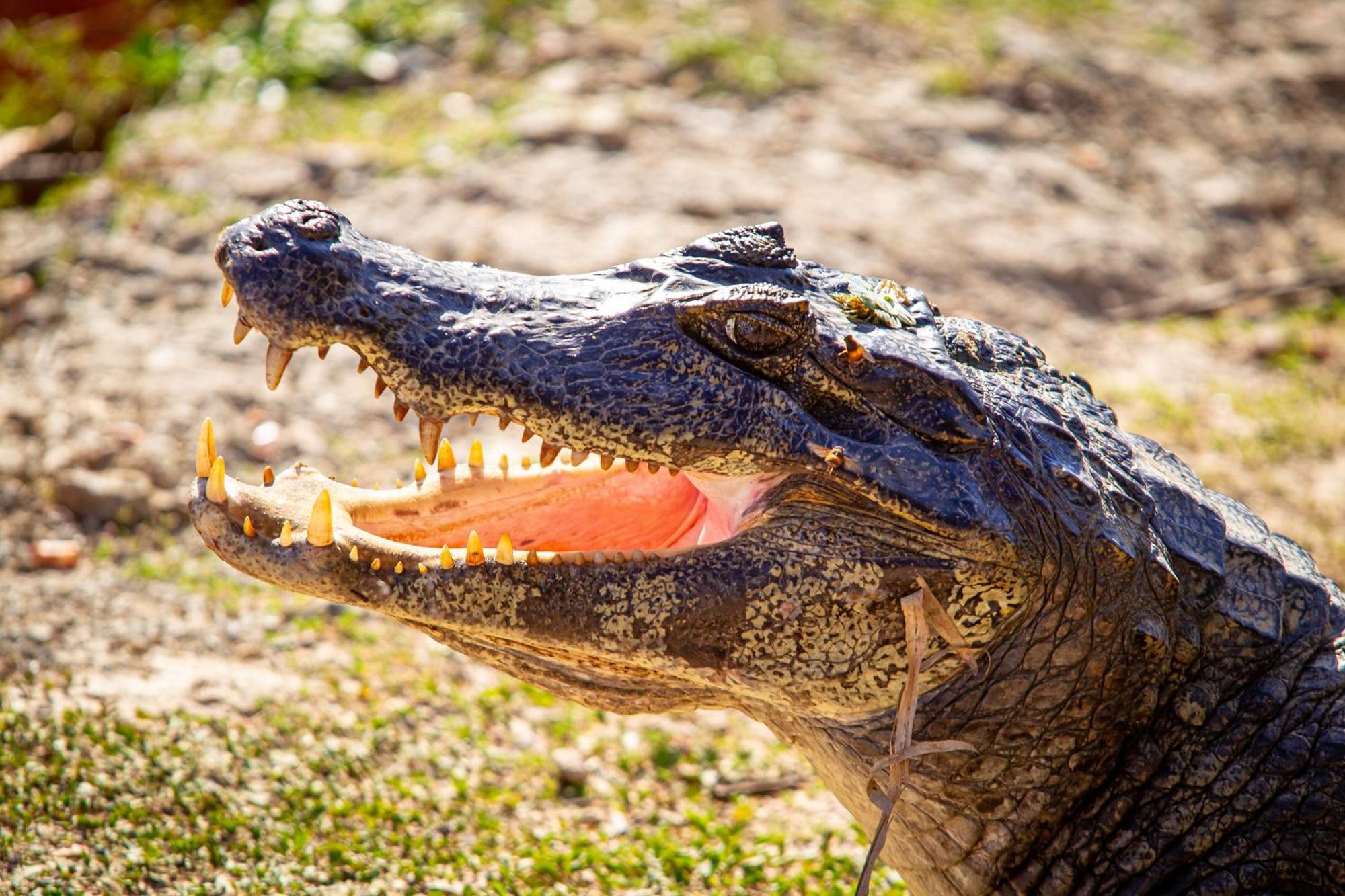 Hotel Pantanal Mato Grosso Poconé المظهر الخارجي الصورة