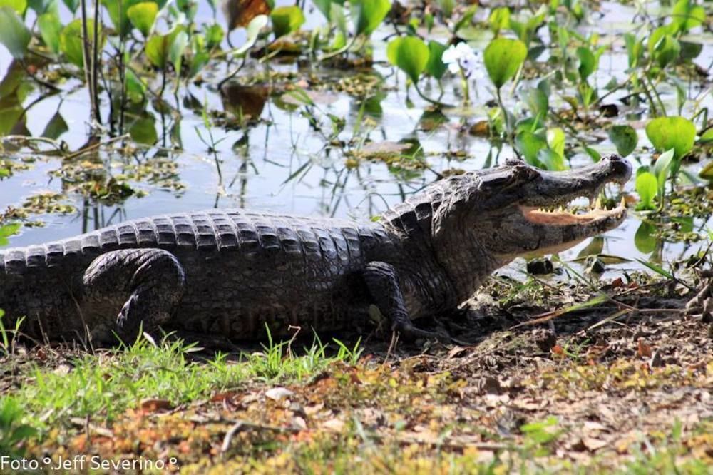 Hotel Pantanal Mato Grosso Poconé المظهر الخارجي الصورة