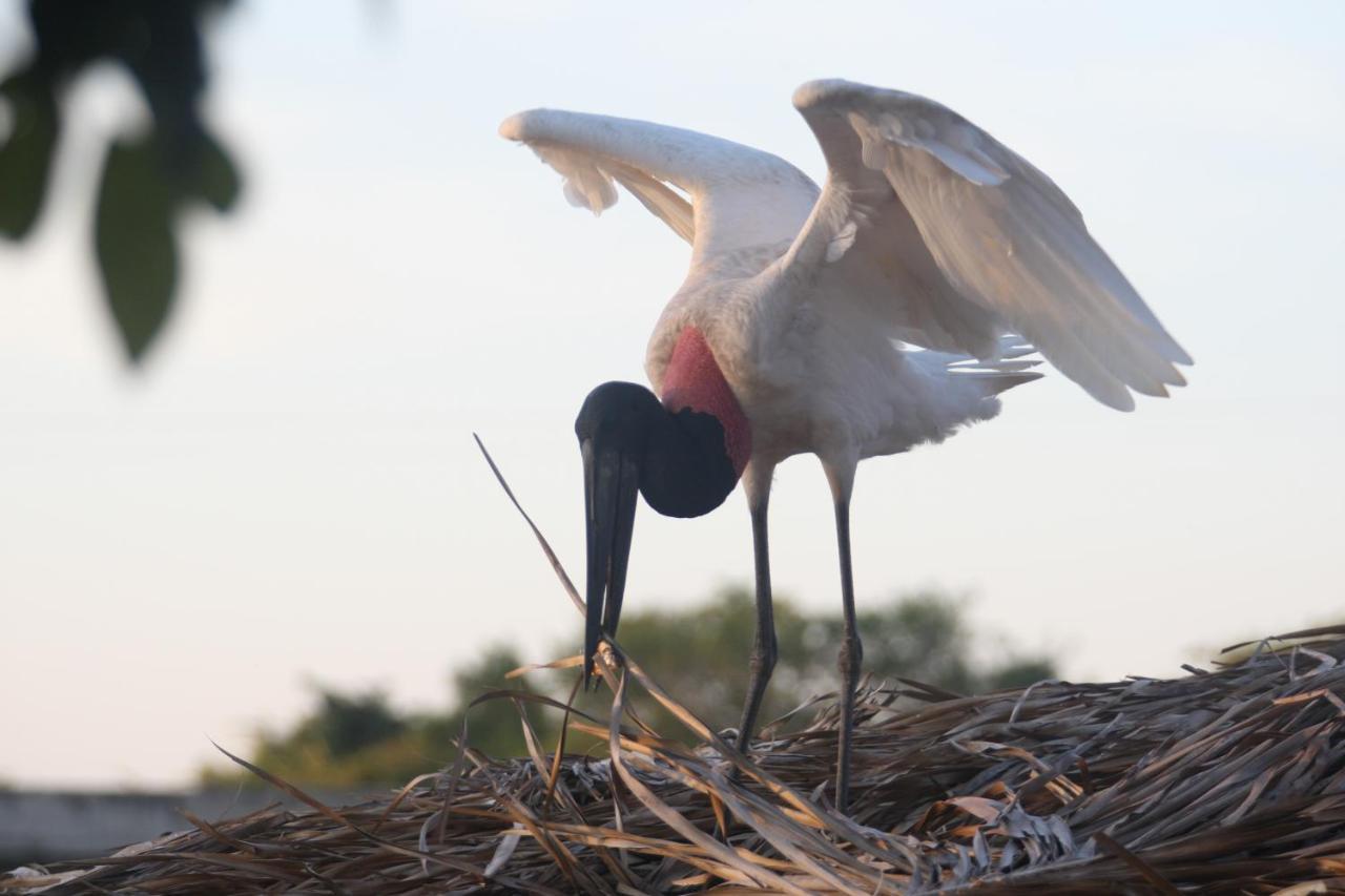 Hotel Pantanal Mato Grosso Poconé المظهر الخارجي الصورة